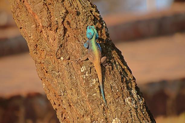 istock Black-necked agama resting on a tree trunk. Acanthocercus atricollis. 1498447946