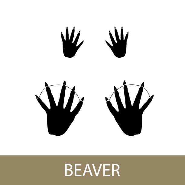 Beaver Tracks Pattern 240+ Beaver Tracks Stock Photos, Pictures & Royalty-Free Images - iStock