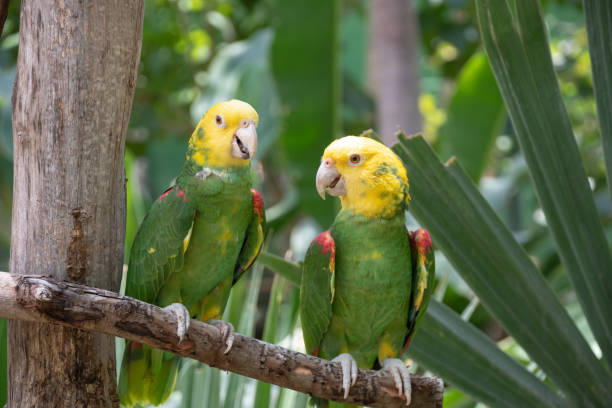 istock Pair of yellow-headed parakeets resting on a tree branch in the jungle 1498448802
