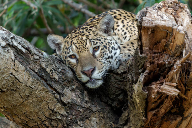 istock Jaguar in Brazil 1498448889