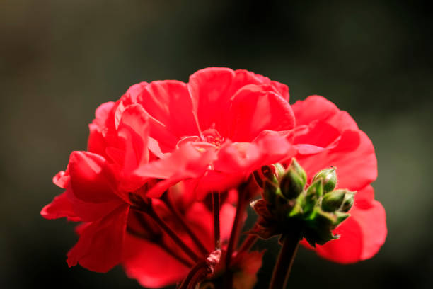 istock Red geranium flowers on a sunny day 1498449224