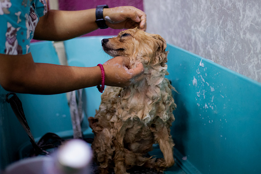 Yorkshire Terrier with foam on head having bath