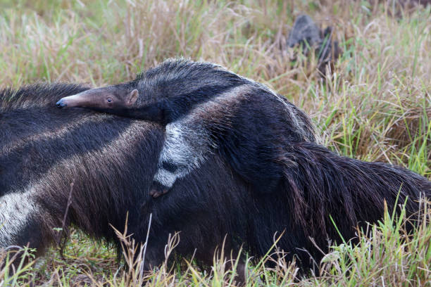 Giant Anteater walking with a baby on her back stock photo