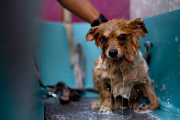 dog grooming
