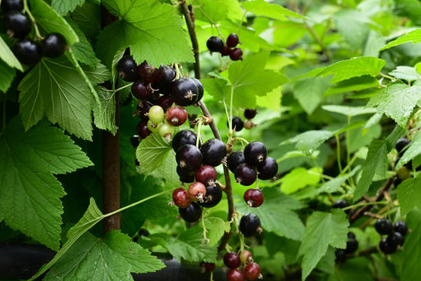 istock ripe black currant in a garden on a green background 1498451142