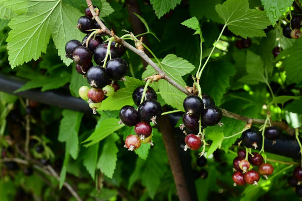 istock ripe black currant in a garden on a green background 1498451150