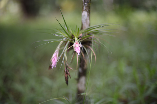 A Tillandsia bromeliad blooming in the tropical climate. Brasil. Horizontal Photo