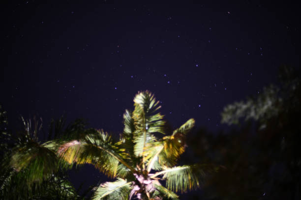 Starry sky seen from below. Watching the sky between palm trees. High exposure. Constellation, galaxy, stars. Horizontal Photo