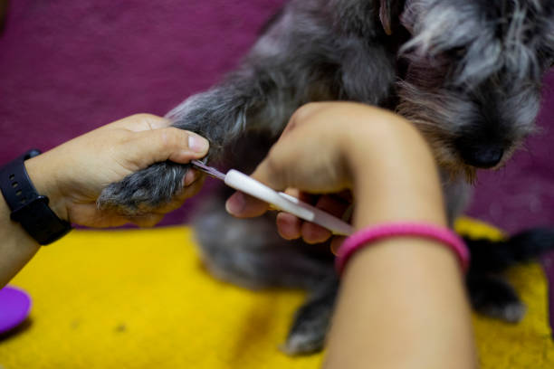 Close-up of a dog s paw with noticeably long nails resting in a persons hand. The image emphasizes care, connection, and pet health. Ideal for use in articles, websites, or advertisements related to dog grooming, veterinary care, pet adoption, and animal welfare campaigns. Suitable for illustrating topics such as overgrown claws, senior dog care, and human-animal bond.
