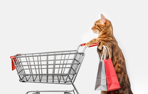Cat with shopping cart isolated on white background.