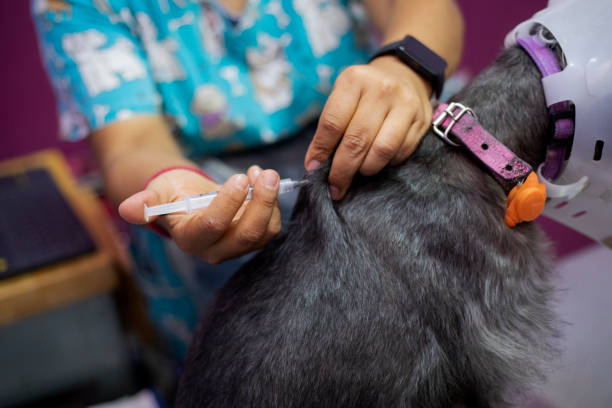 istock Veterinarian injecting dog 1498454224