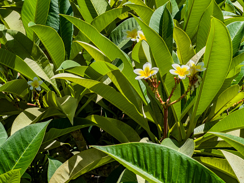 Frangipani flower that grows in Heulang Park, Bogor City