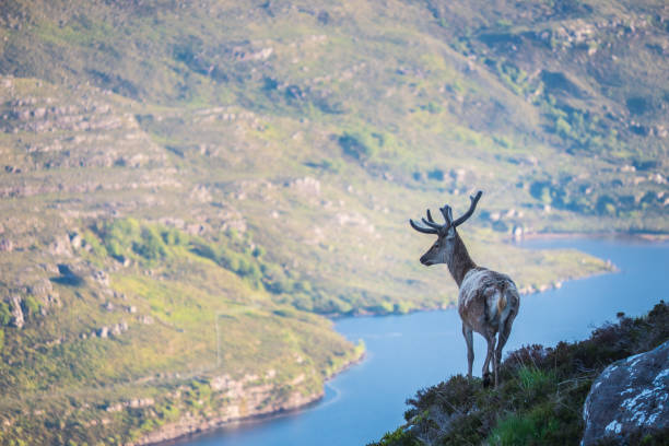 Magnificent red deer stag with antlers standing on a heather clad mountain side high in the remote wilderness of north west Scotland overlooking the blue waters of a loch in the glen below.