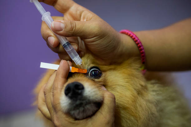 istock Veterinarian checking dog's eyes, diagnose corneal ulcers 1498455924