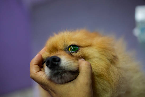 A pet owner lovingly holds a cute white Pomeranian dog at the park, both enjoying a fun and joyful moment together.