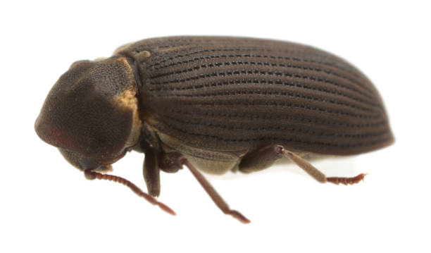 istock Woodboring beetle, Hadrobregmus pertinax isolated on white background 1498456273