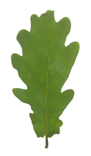 istock Pedunculate oak, Quercus robur leaf isolated on white background 1498456275
