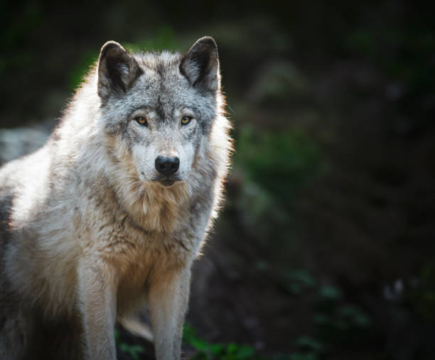 카메라를 응시하는 외로운 회색 늑대 - canadian timber wolf 뉴스 사진 이미지