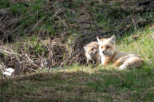 red fox kits and mom in Yellowstone National Park.