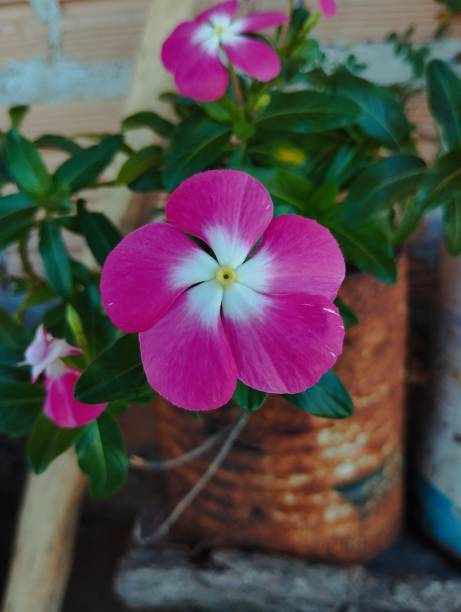 istock Flowers of Catharanthus 1498459037