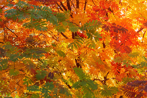 Rowan berry leaves on the branches in the autumn park.