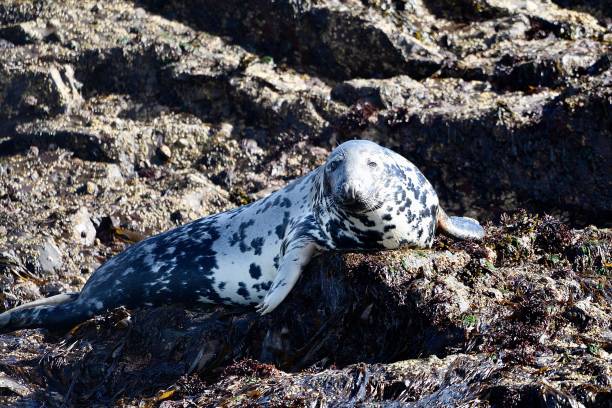 istock Grey Seals Farne Islands Northhumberland UK 1498459156