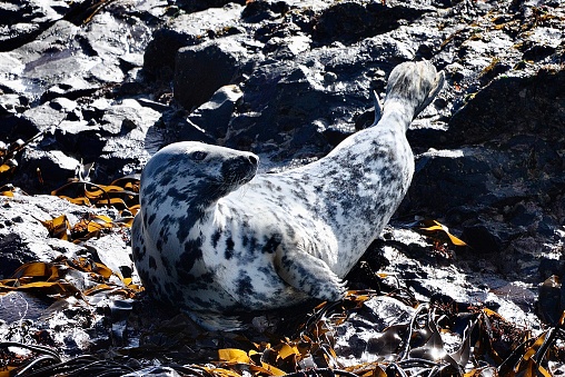 Mother and pup Harbor Seal in Carmel, CA