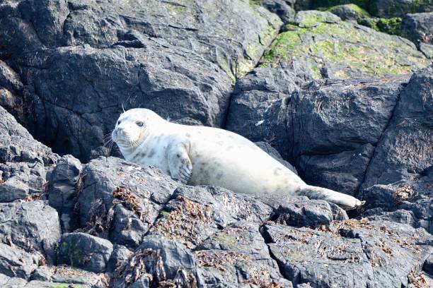 istock Grey Seals Farne Islands Northhumberland UK 1498459210