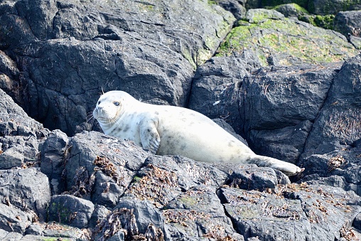 Grey seals on the rocks basking in the sun