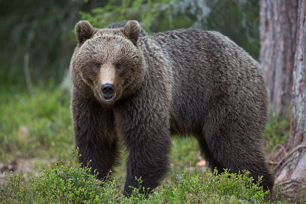 istock Brown bear in a Finnish forest 149845976