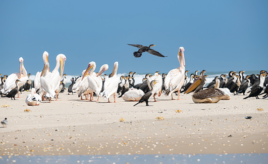 Pelicans and cormorants  in a Unesco world heritage site in northern Senegal that provides refuge for millions of migratory birds.\n\nDjoudj bird sanctuary, a remote pocket of wetland near the border with Mauritania.