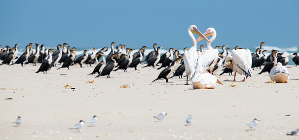 pelicans aboard their boat anchored on the white beach of the Holbox island, Mexico