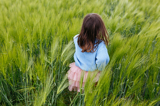 rear view of small girl in blue sweater running in a field of wheat