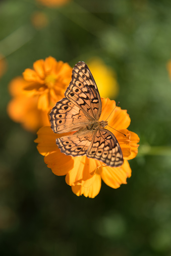 Bright and beautiful variegated fritillary brush footed orange and black checkered butterfly perched on an orange cosmos bloom.