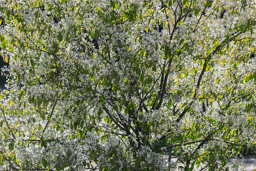 Flowers on the tree branches at spring.