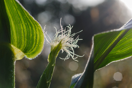morning dew on a young corn cob with a blurred background