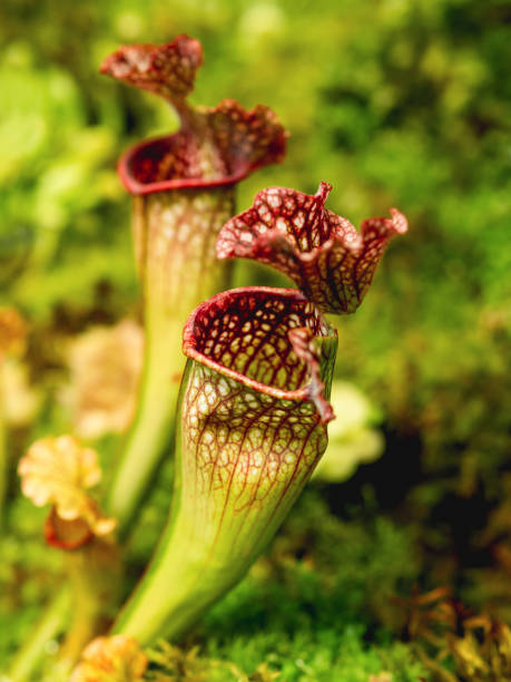 istock Sarracenia, commonly called trumpet pitcher. Colorful carnivorous pitcher plant. 1498467158