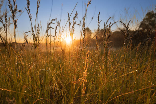 istock Beautiful sunrise, warm rays breaking through the grass in the foreground 1498467964