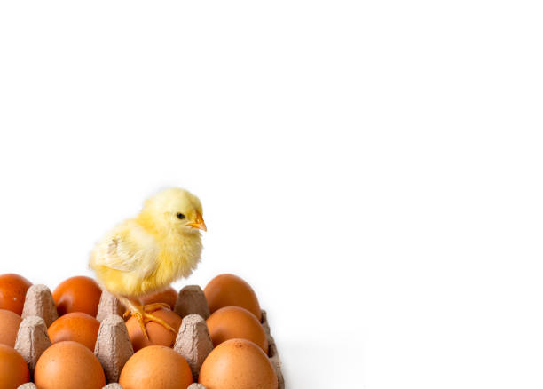Two small fluffy newborn chick is sitting, kissing in an egg basket with yellow bow on white background with copy space. Concept of Easter holiday, birthday, newborn, poultry farm, family, love, Valentine's day.