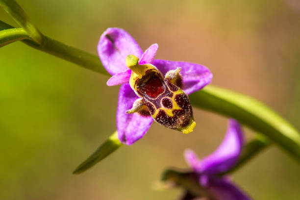 istock Wild orchid; scientific name; Ophrys minutula 1498469292