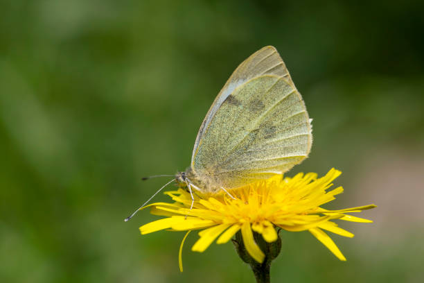 istock A white butterfly on a daisy. Scientific name; Pieris rapae 1498470064