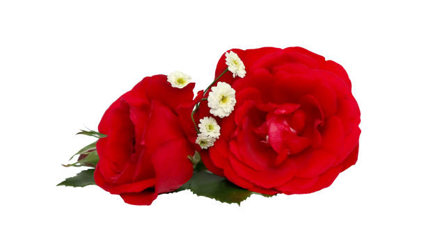 istock Red rose flowers isolated on white background 1498470146