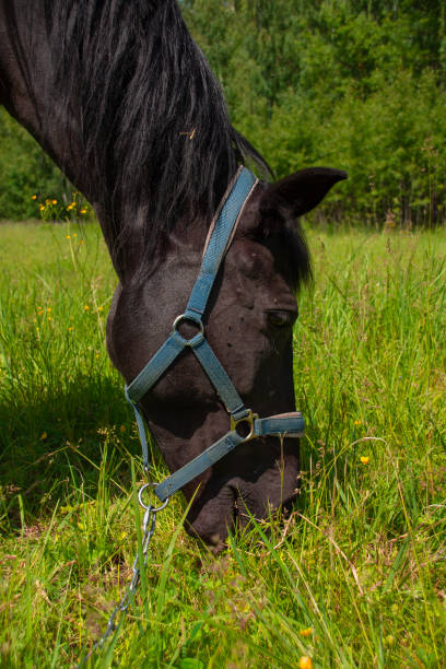 istock A black horse eats fresh young grass in a meadow. 1498470326