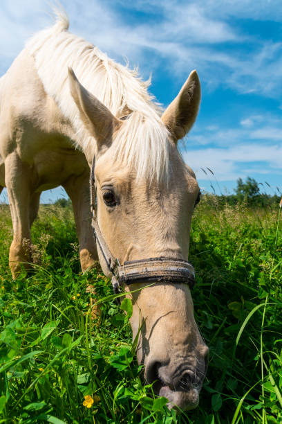istock A red horse is eating fresh grass in a meadow. 1498470352