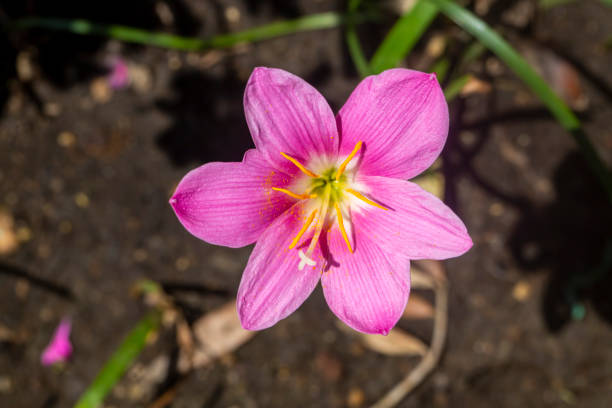 fiore rosa che sboccia. nome scientifico; zephyranthes carinata - zephyranthes lily foto e immagini stock