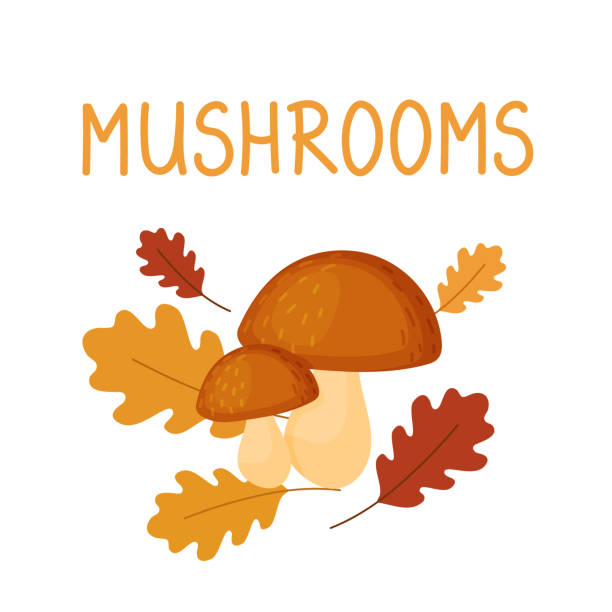 Two cute hog mushrooms on the background of autumn leaves are isolated on a white background. Boletus in cartoon style, white mushroom in the autumn forest during leaf fall. Two cute hog mushrooms on the background of autumn leaves are isolated on a white background little grebe (tachybaptus ruficollis) stock illustrations