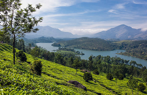 istock Tea plantation, lakes, mountains, Munnar, Kerala, India 149847147