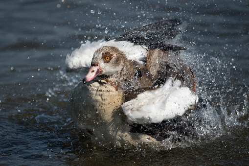 Egyptian goose making a mighty big splash