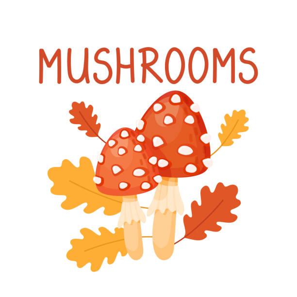 Two red grebes on the background of autumn leaves are isolated on a white background. Inedible mushrooms in the autumn forest in cartoon style. Warm autumn vector illustration of mushrooms and leaf fall. Two red grebes on the background of autumn leaves are isolated on a white background. little grebe (tachybaptus ruficollis) stock illustrations
