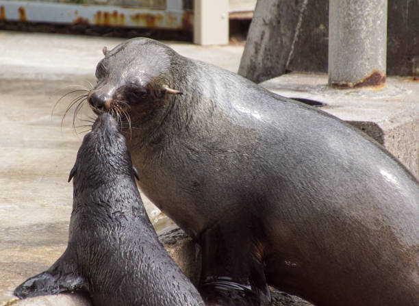 A close up of seals on beach